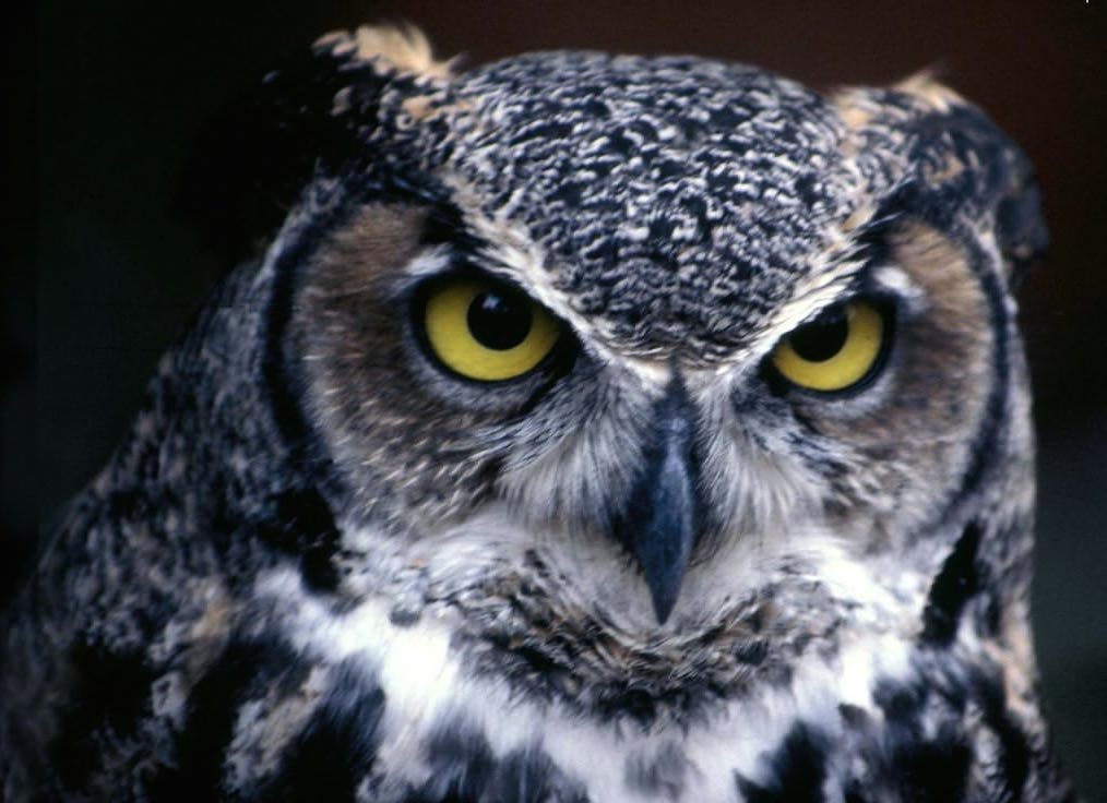 great-horned-owl-st-louis-missouri